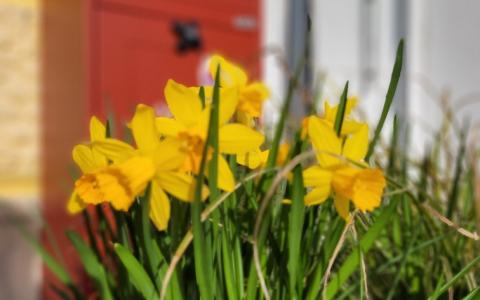 Frühlingsblumen